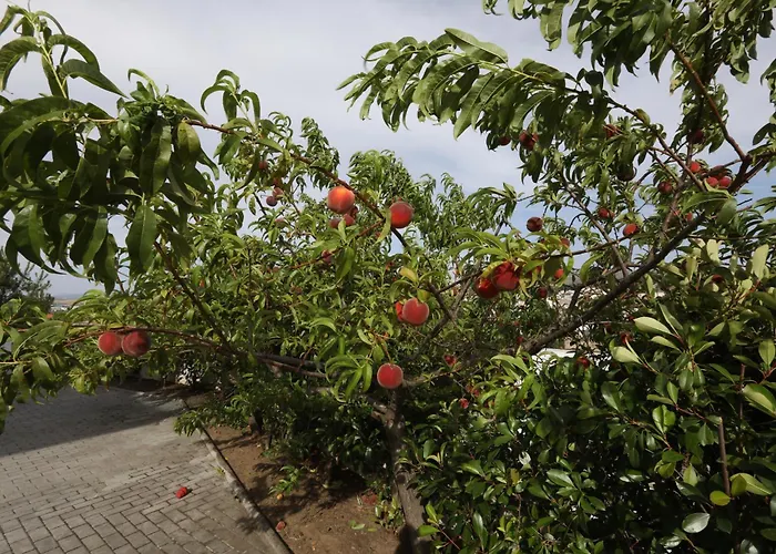 Casa Do Pessegueiro * מירנדלה